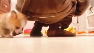 This is the kind of movie a real tough guy should watch! [Corgi]