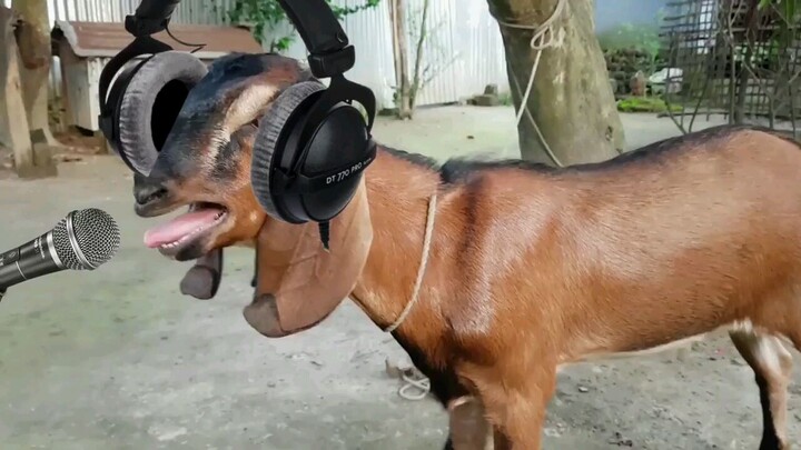 dj na pala ang kambing