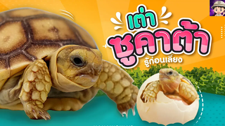 เต่าซูคาต้า /น่ารักเหมือนกันนะเนี่ย / Sulcata Tortoise รู้ก่อนเลี้ยง