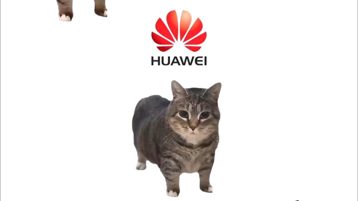 oia小猫可以模仿各种铃声