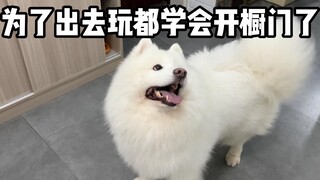 What happens when you put on a coat in front of a little dog!