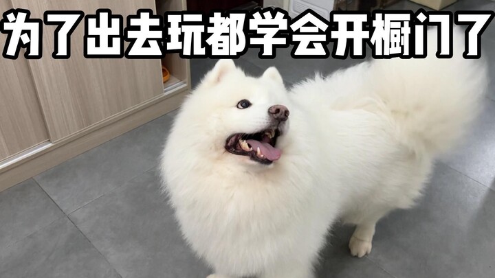 当你在小狗狗面前穿外套会发生什么！