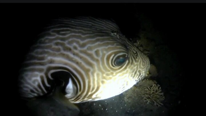 Giant Pufferfish