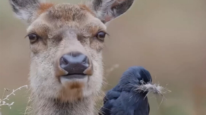 Hewan Saling Membantu