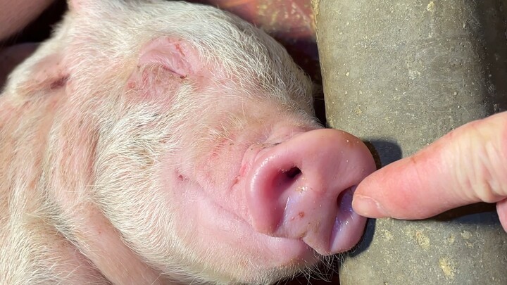 Which nostril does a pig breathe through?