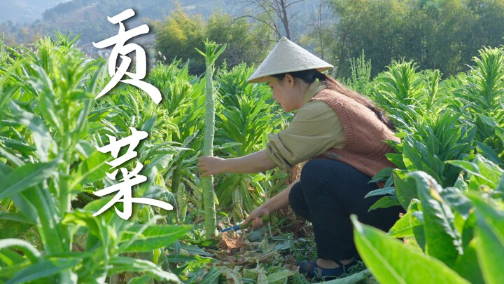 The perfect “hotpot buddy”: tribute vegetable dried under Dali’s Cangshan snowmelt—crisp, refreshing