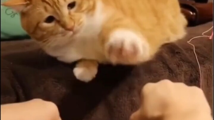 เจ้าเล่ห์