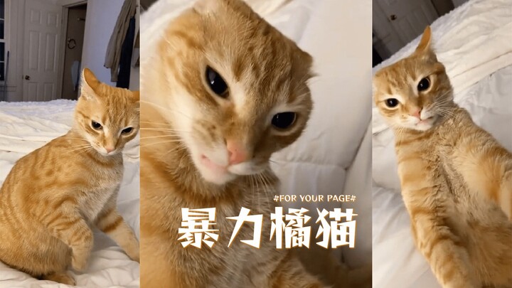 Ibu, aku mendambakan kekerasan 🍊😼