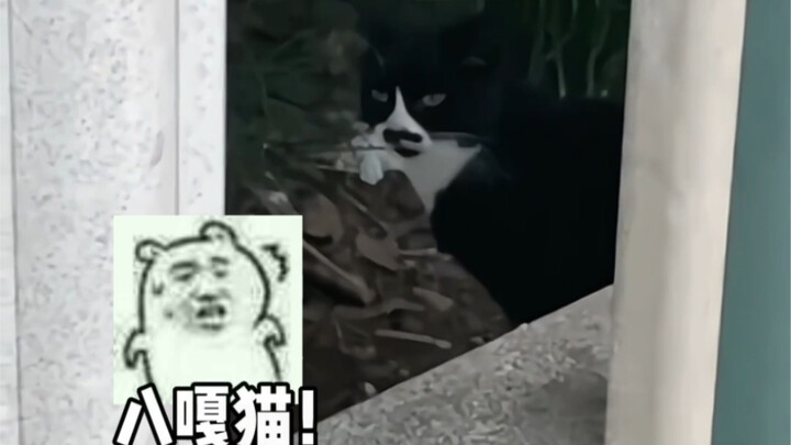 ภารกิจ: ส่งแมวฮาการุกลับบ้านเกิด