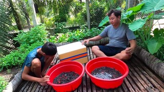 Thành quả đầu tiên sau 2 năm nuôi rắn ri cá. LẨU BÒ NẤU MẺ LÁ ĐINH LĂNG - Bin Đen Miền Tây # 424