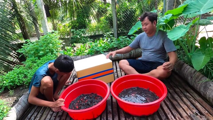 Thành quả đầu tiên sau 2 năm nuôi rắn ri cá. LẨU BÒ NẤU MẺ LÁ ĐINH LĂNG - Bin Đen Miền Tây # 424