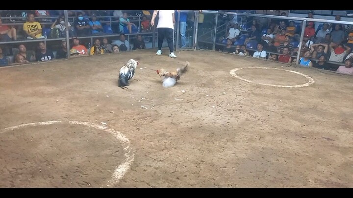 2 hits ulutan SMSCA Win 1st Fight Melsims Grey
