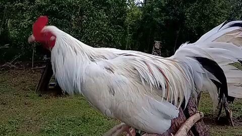 my simibalang