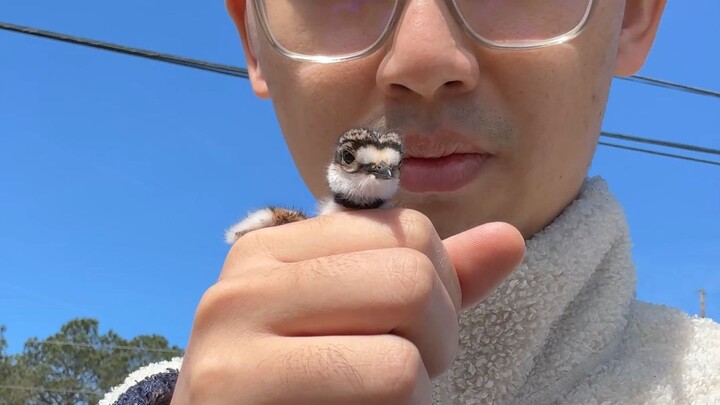 I picked up a baby bird on my way to work.