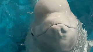 Xiao Hei senang sekali sampai-sampai ngiler 😎