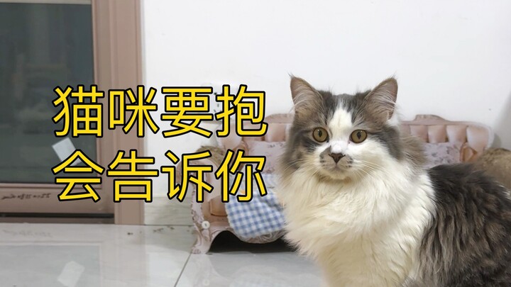 Mèo cũng có thể giao tiếp với con người