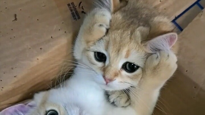 Mèo: Mẹ ơi mẹ xem nó này