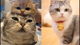 Những chú Chó Mèo siêu hài hước và đáng yêu *** Hot Tik Tok *** #26
