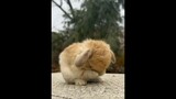 top 5 cute bunny 🥰