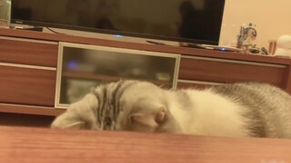 It only takes 0.01 seconds to feed medicine to the most well-behaved kitten