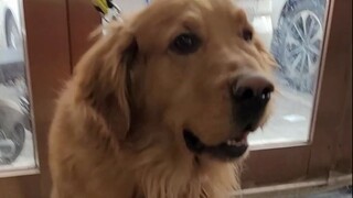 Golden Retriever: Saya akan menunjukkan cara menelan batu dengan satu tangan