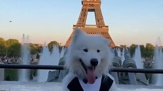 Membuatku malu, anjing-anjing di jalanan Paris pun lebih pandai bergaya daripada aku! Bagaimana mere