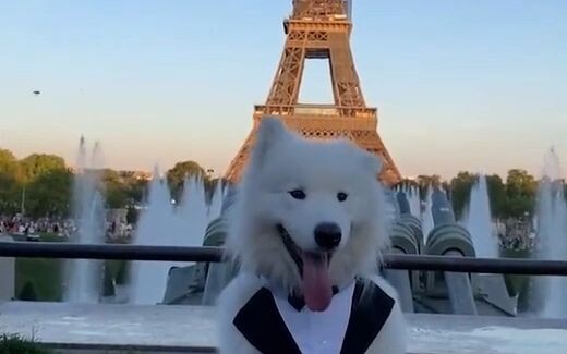 To my embarrassment, even the dogs on the streets of Paris dress better than I do! How do they manag