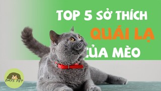 Top 5 sở thích QUÁI LẠ CỦA MÈO sẽ khiến bạn có cái nhìn khác về loài mèo | Dayspet