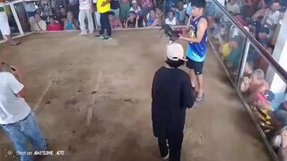 Pula vs pula Panalo amin