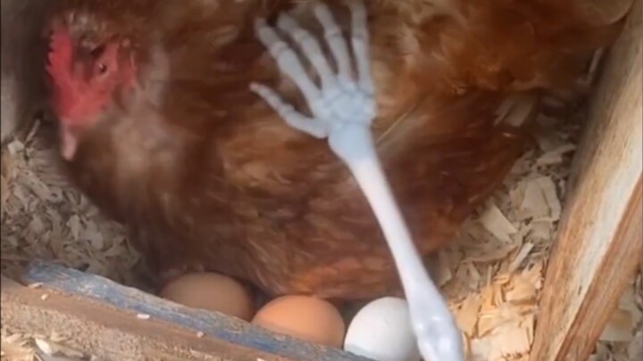 How to Remove Eggs from a Cranky Hen