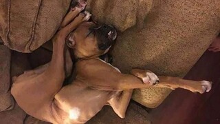 Funny Dogs Try Not To Laugh Clean | Funny Animals Reaction 2022