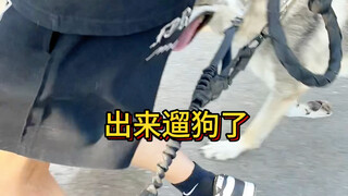 When I hired a college student to walk my dog again...