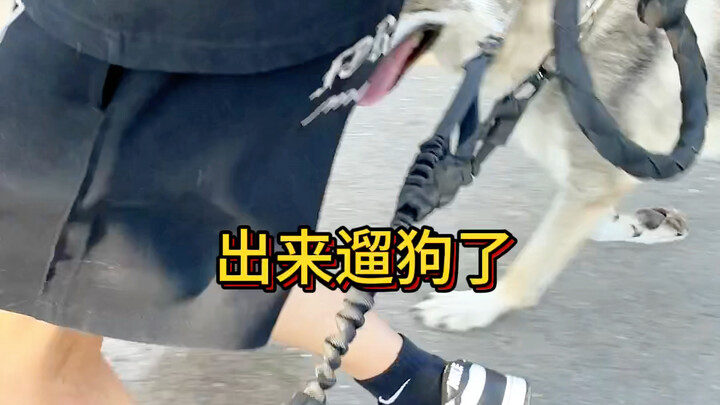 عندما استدعيت طالبًا جامعيًا مرة أخرى ليخرج كلبي للتنزه..