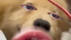 伸手不打笑脸狗