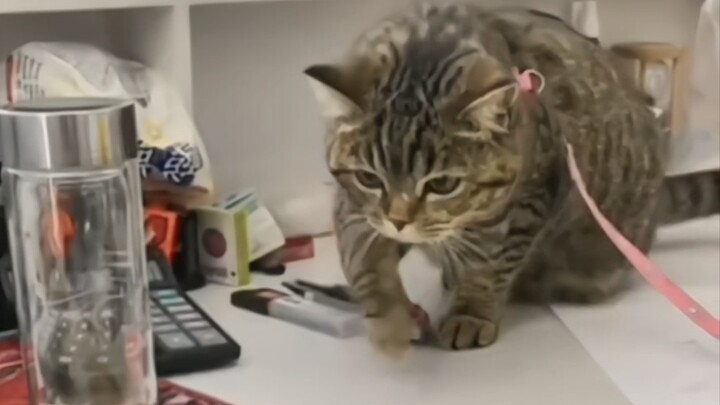 Bàn tay thần thánh của mèo, bất khả chiến bại.