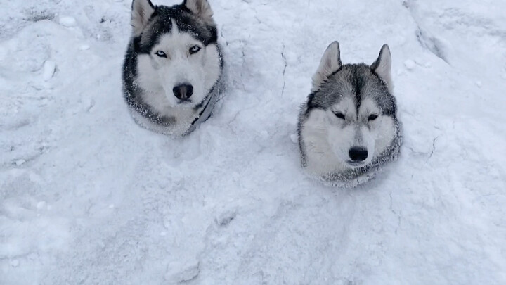 Khi chú chó husky bị chôn vùi trong tuyết, nó trông có vẻ không quan tâm.