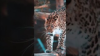 #rottweiler #tiger #friendship #shorts #dog #lions #catsanctuary #catsoftiktok #shorts