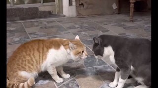 Mèo hư chúc bạn năm mới vui vẻ nhé kora