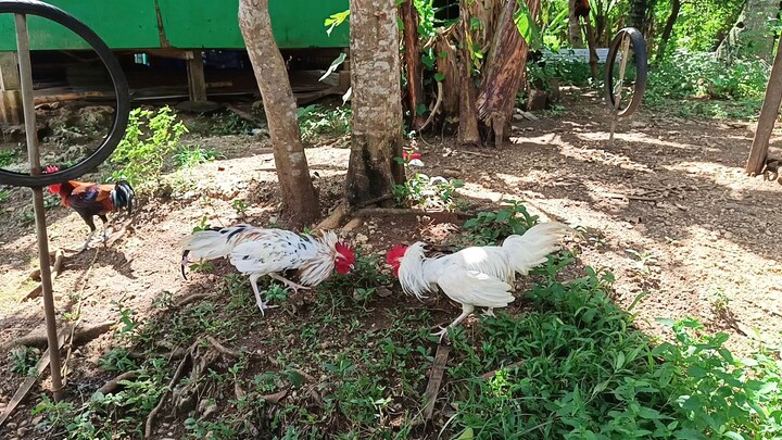 Leiper Grey x White Kelso VS White ng kapitbahay spar.