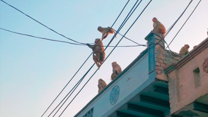 monky life 🧬