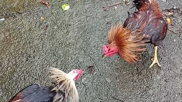 hatch grey 7 months vs gbs na lugon