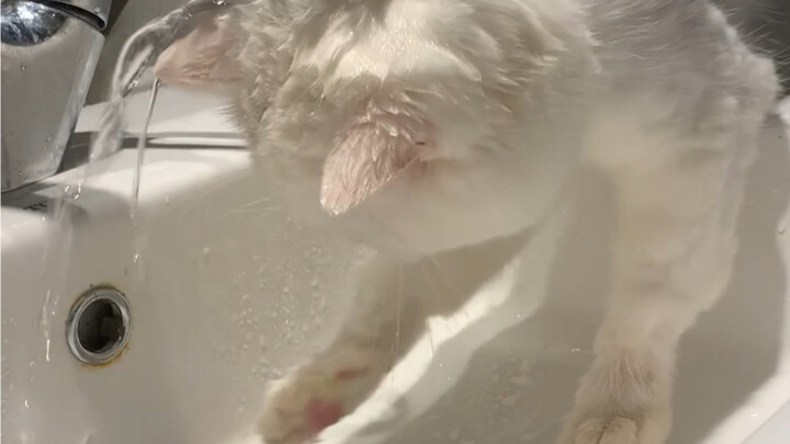 Cuteness comes at the cost of your IQ.