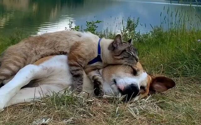 พาหมาแมวไปเที่ยวด้วยกัน อบอุ่นขนาดนี้เลยเหรอ~