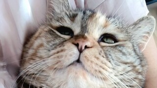 轻  盈  的小鸟在你怀中唱歌