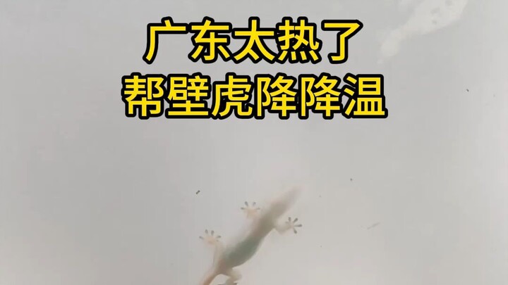 Guangdong is so hot; help the gecko cool down!