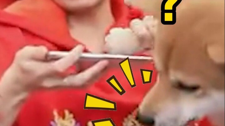 Ngay cả chó cũng biết chơi Mã Siêu!