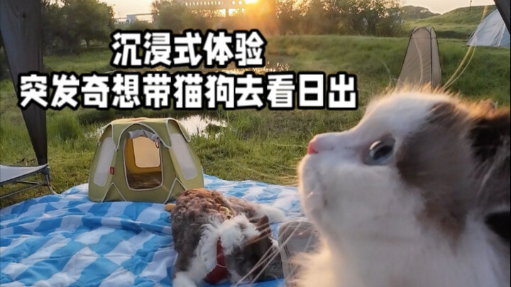 How Can the Wilderness of Life Be Complete Without Little Cats and Dogs?