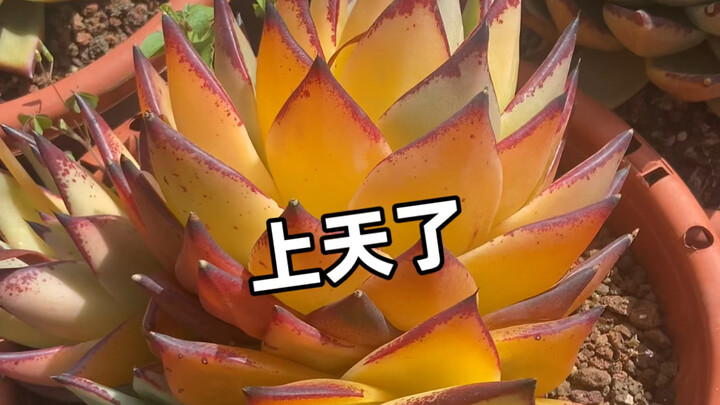 هذا ليس تلوينًا، بل صعود إلى السماء!