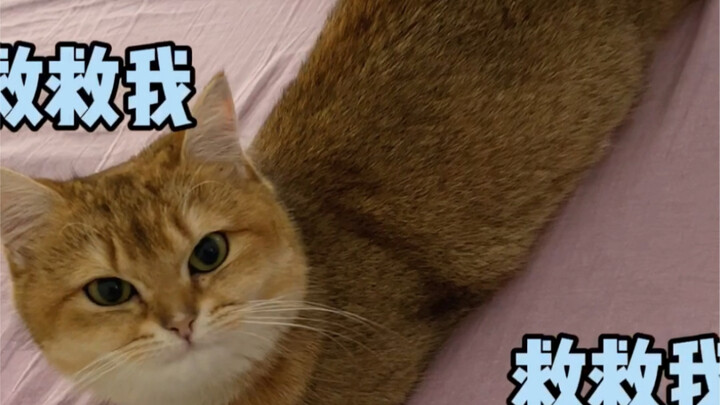 A sunny little female cat clings to her human caregiver?