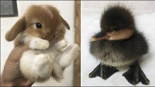 น่ารักมาก! Cutest baby animals Videos Compilation Cute moment of the Animals - Cutest Animals 10